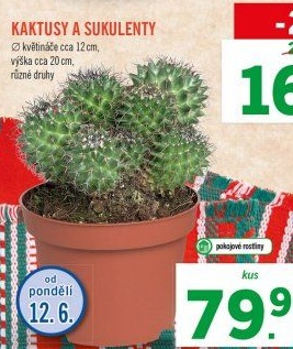 Kaktus v akci Lidl od 12.6. 2017
