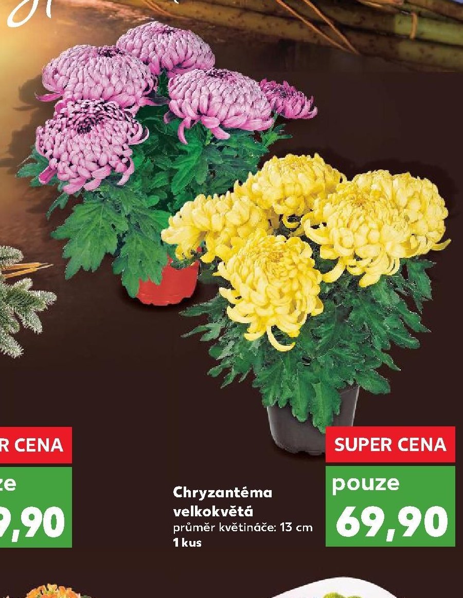 Chryzantéma velkokvětá