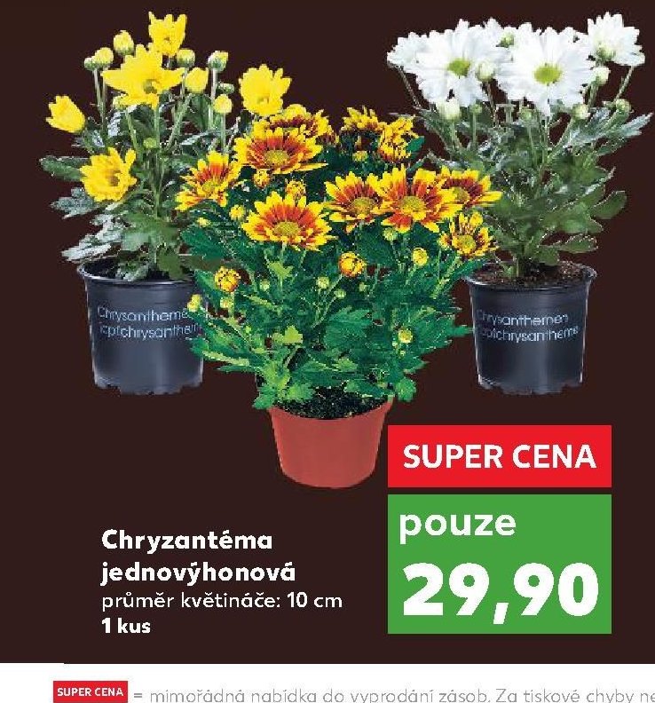 Chryzantéma jednovýhonová