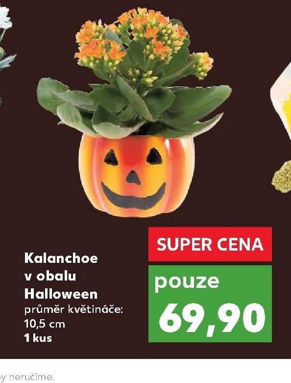 Kalanchoe v obalu Halloween