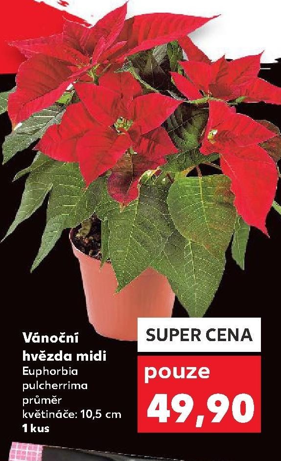 Vánoční hvězda midi Euphorbia pulcherrima