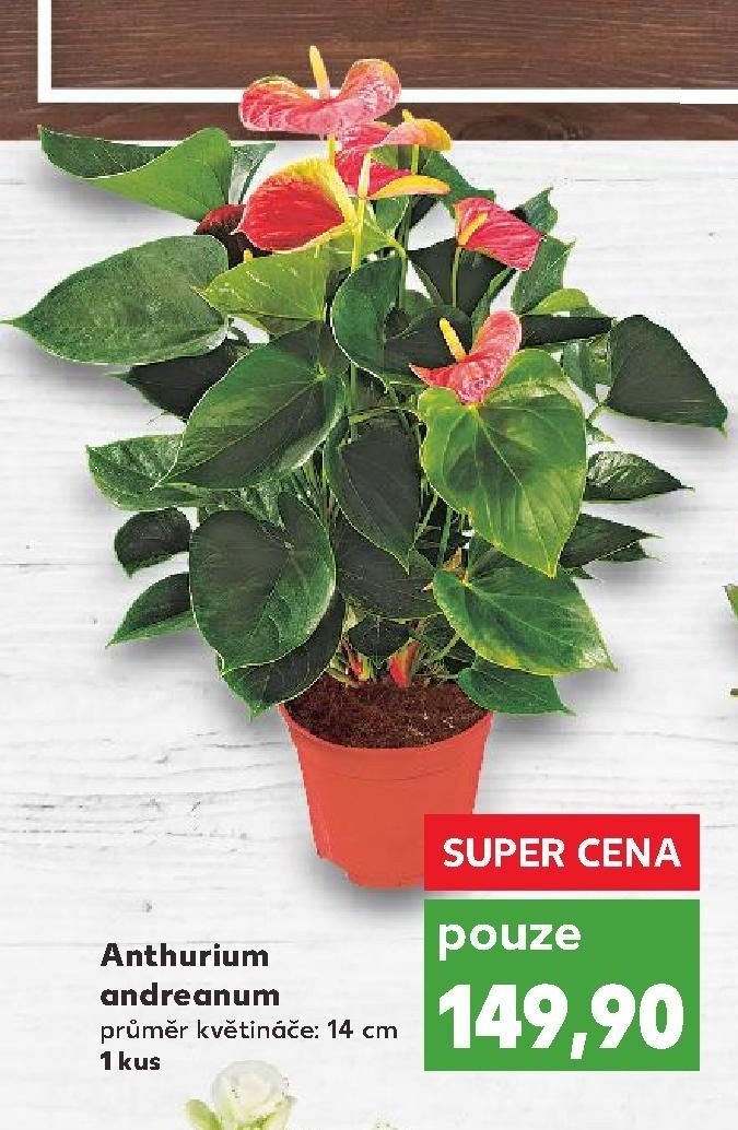Anthurium andreanum