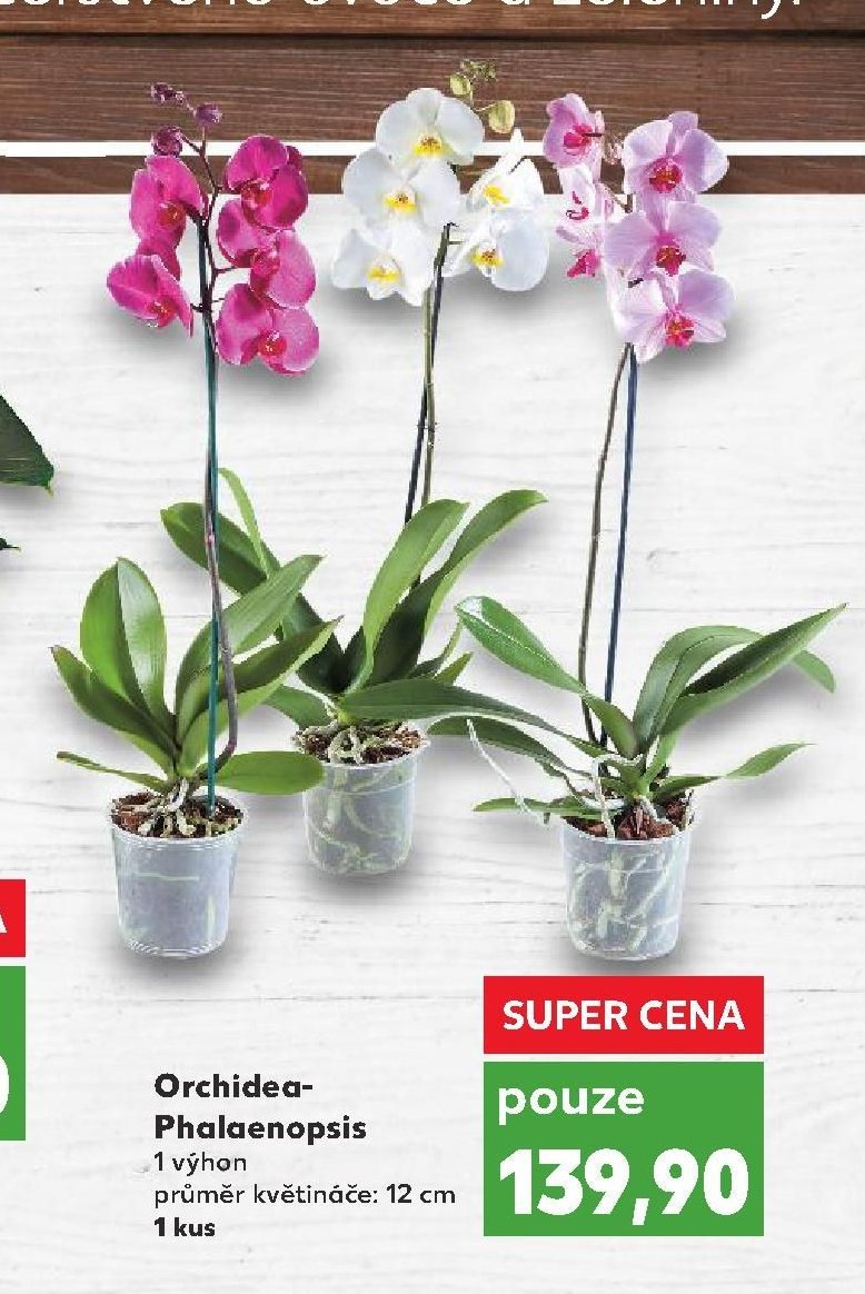Orchidea-Phalaenopsis
