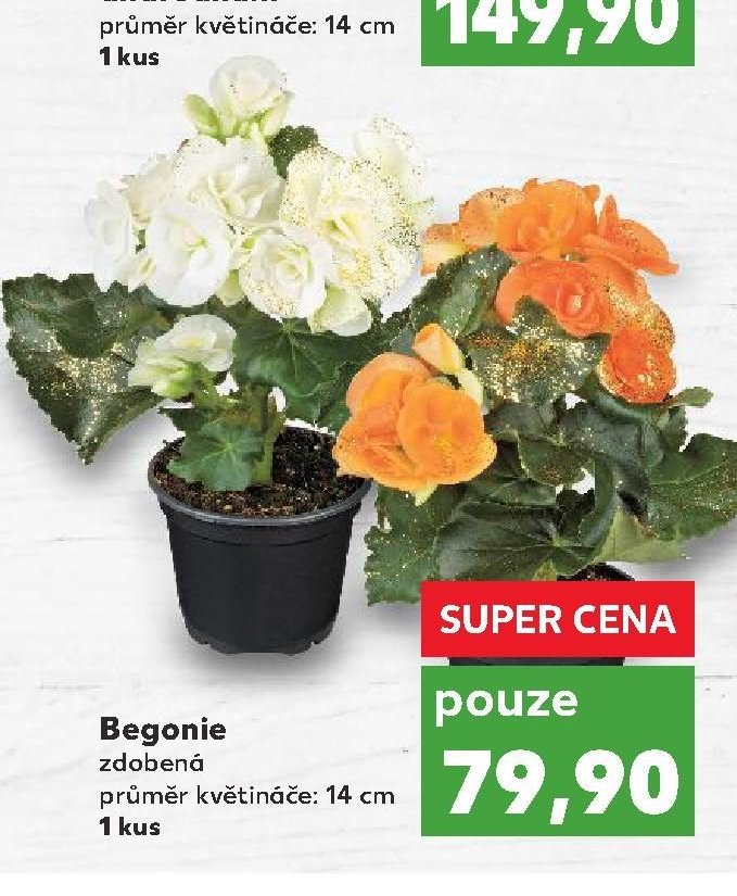 Begonie zdobená