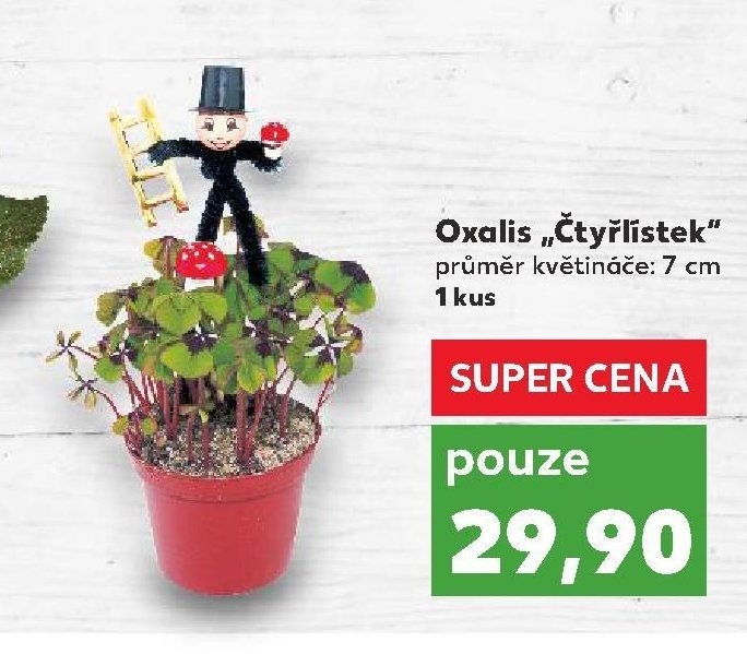 Oxalis „Čtyřlístek“