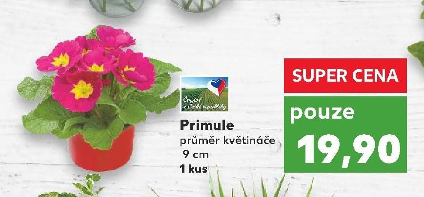 Primule