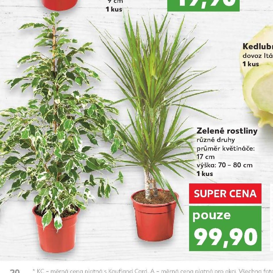 Zelené rostliny