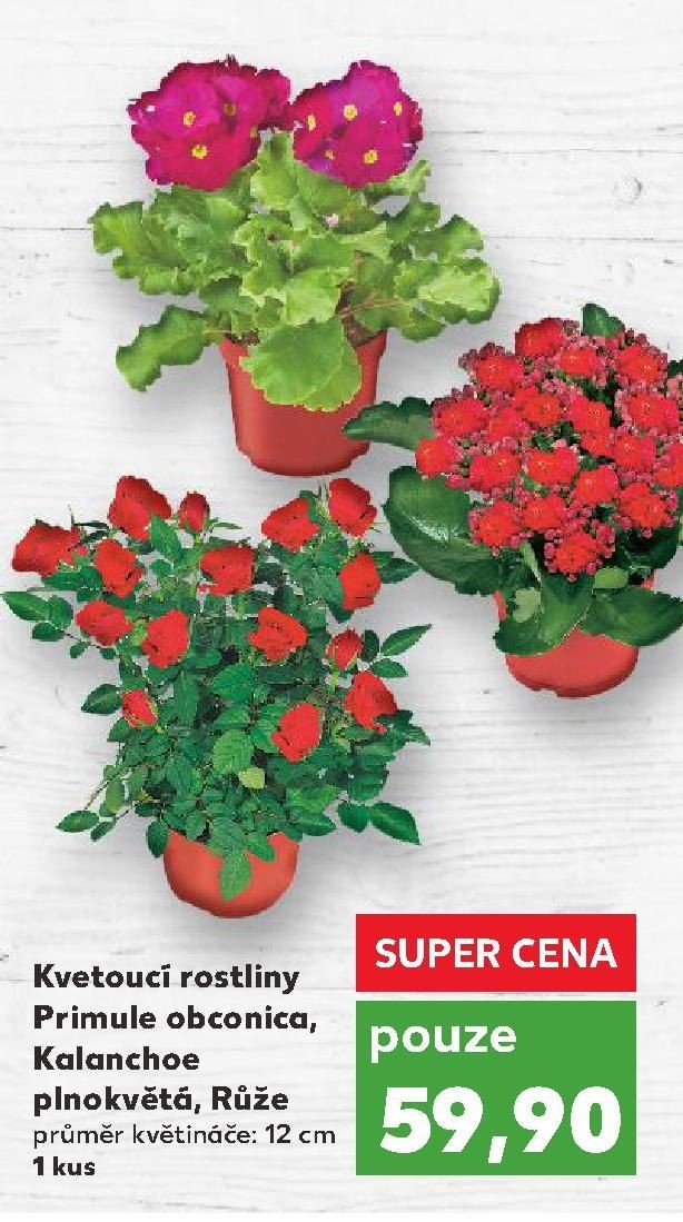 Kvetoucí rostliny Primule obconica, Kalanchoe plnokvětá, Růže