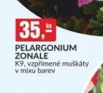 PELARGONIUM ZONALE K9
