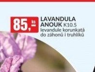 LAVANDULA ANOUK K10.5
