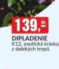 DIPLADENIE K12