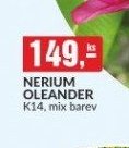 NERIUM OLEANDER K14