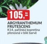 ARGYRANTHEMUM FRUTESCENS K14