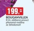 BOUGANVILLEA K14