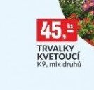 TRVALKY KVETOUCÍ K9