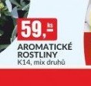AROMATICKÉ ROSTLINY K14