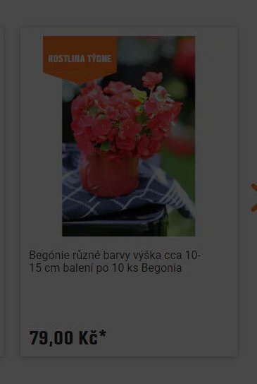 Begónie různé barvy výška cca 10-15 cm balení po 10 ks Begonia