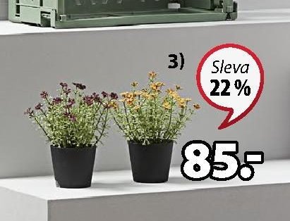 UMĚLÁ ROSTLINA KALLE