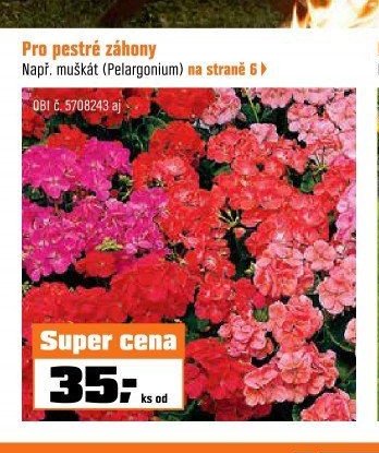 Muškát (Pelargonium)