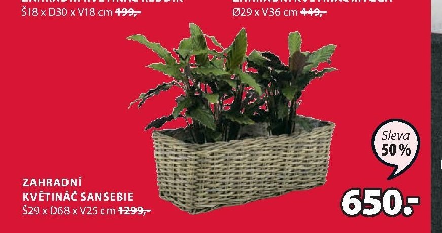 ZAHRADNÍ KVĚTINÁČ SANSEBIE
