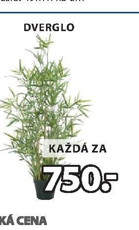 UMĚLÁ ROSTLINA DVERGLO