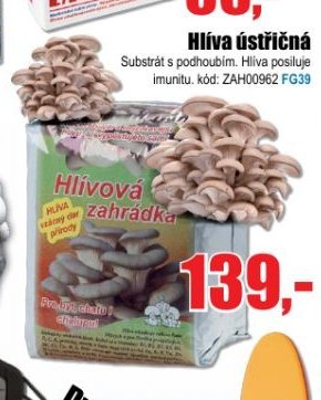 Hlíva ústřičná