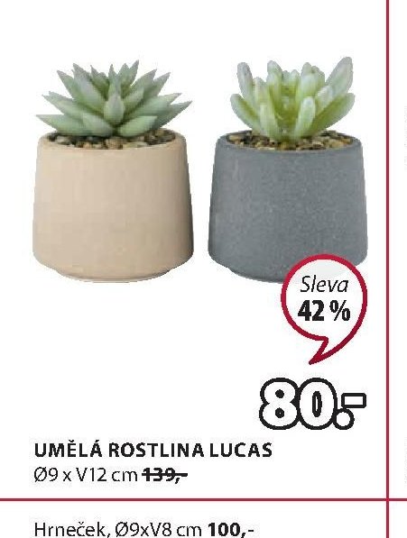 UMĚLÁ ROSTLINA LUCAS