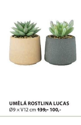 UMĚLÁ ROSTLINA LUCAS
