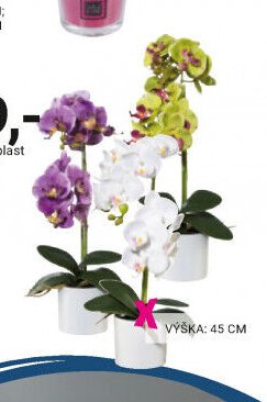 Orchidej