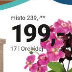 Orchidej