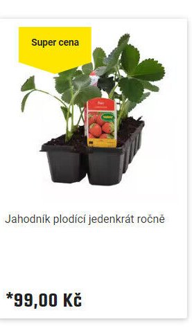 Jahodník plodící jedenkrát ročně