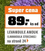 LEVANDULE ANOUK - OBI aktualniletaky.eu