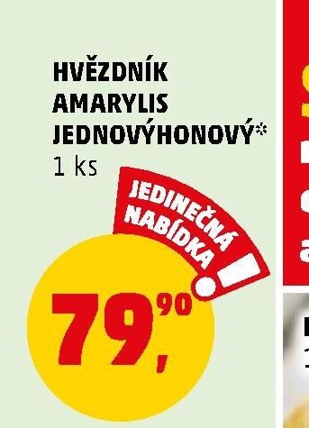 Hvězdník Amarylis jednokvětý - Penny Market aktualniletaky.eu