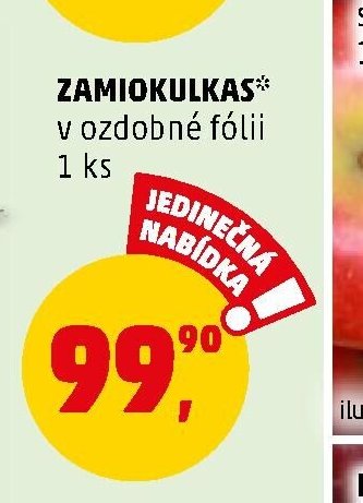 Zamiokulkas - Penny Market aktualniletaky.eu
