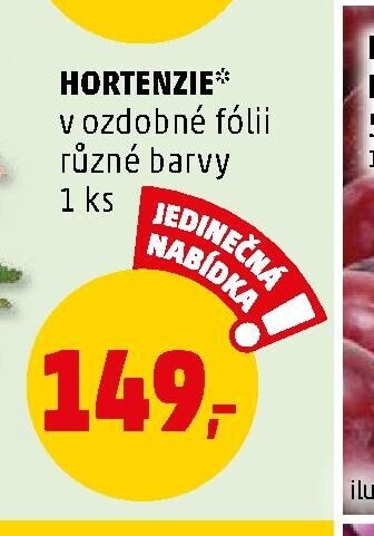 Hortenzie - Penny Market aktualniletaky.eu