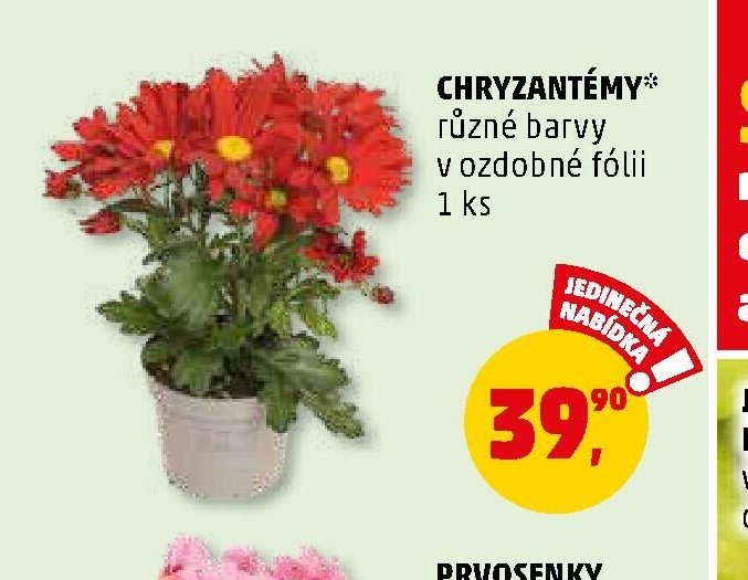 CHRYZANTÉMY - Penny Market aktualniletaky.eu