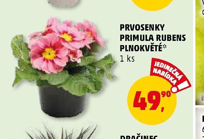 PRVOSENKY PRIMULA RUBENS PLNOKVĚTÉ - Penny Market aktualniletaky.eu