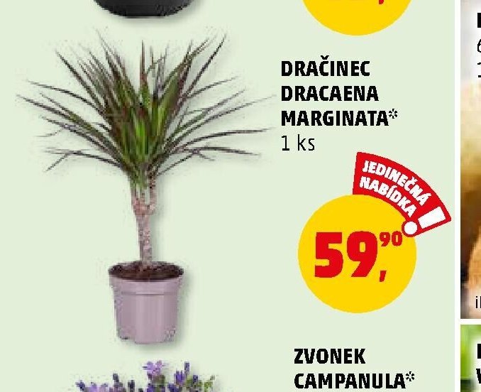 DRAČINEC DRACAENA MARGINATA - Penny Market aktualniletaky.eu