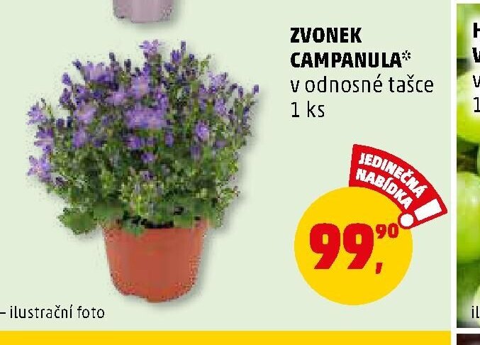 ZVONEK CAMPANULA - Penny Market aktualniletaky.eu