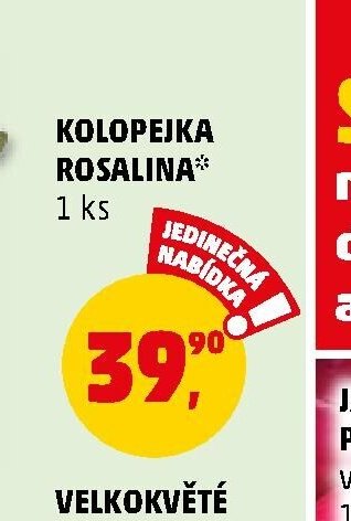 Kolopejka Rosalina - Penny Market aktualniletaky.eu