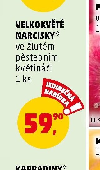 Velkokvěté narcisky - Penny Market aktualniletaky.eu