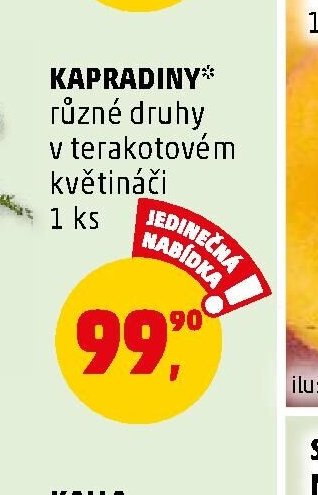 Kapradiny - Penny Market aktualniletaky.eu