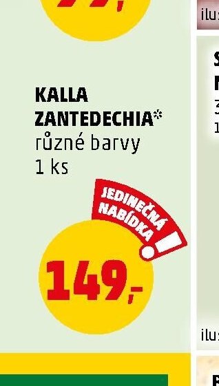 Kalla zantedechia - Penny Market aktualniletaky.eu