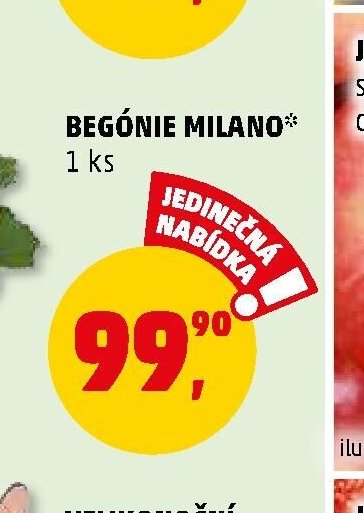 BEGÓNIE MILANO - Penny Market aktualniletaky.eu