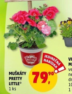 MUŠKÁTY PRETTY LITTLE* - Penny Market aktualniletaky.eu