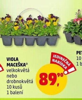 VIOLA MACEŠKA* velkokvětá nebo drobnokvětá - Penny Market aktualniletaky.eu