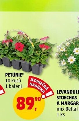 PETÚNIE* - Penny Market aktualniletaky.eu