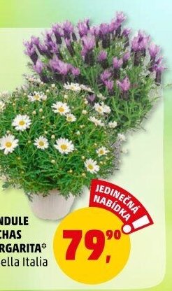 LEVANDULE STOECHAS A MARGARITA* - Penny Market aktualniletaky.eu