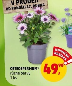 OSTEOSPERMUM* - Penny Market aktualniletaky.eu