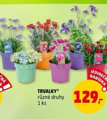 TRVALKY* - Penny Market aktualniletaky.eu